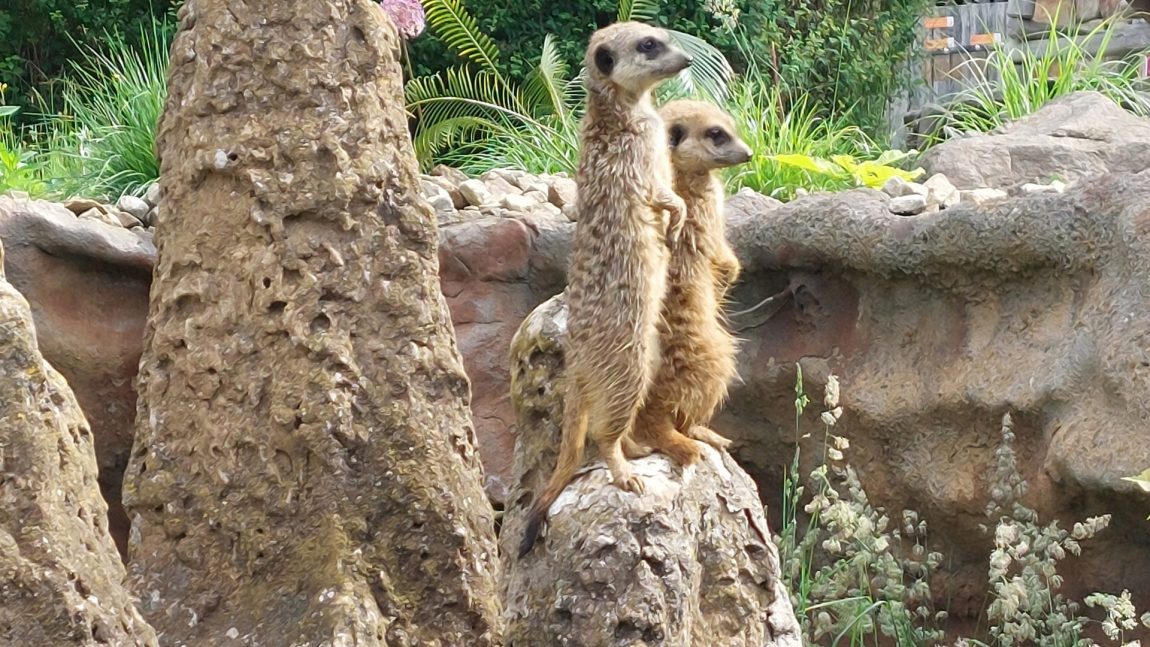 Školní výlet do ZOO Jihlava 6. 6. 2024